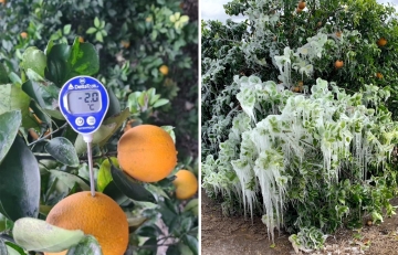 März 2021: Klimakrise konkret: gefrorene Orangen am Baum!